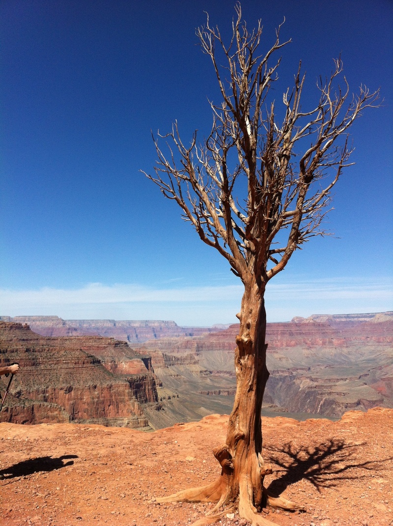 tranquil scene, panoramic, remote, desert, branch, day, land, tree, landscape, canyon, beauty in nature, sky, clear sky, no people, arid climate, isolated