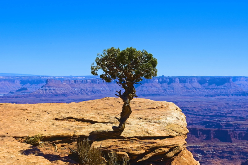 lone utah juniper, red, sky, park, national, mountain, sand, arid climate, scenic, nature, sandstone, blue, southwest, sagebrush, rock, utah, trail, scenics - nature