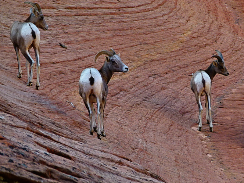 standing, 4K, day, desert, utah, land, livestock, brown, nature, animal, mountain sheep, animal themes, usa, pets, zion national park, landscape, domestic