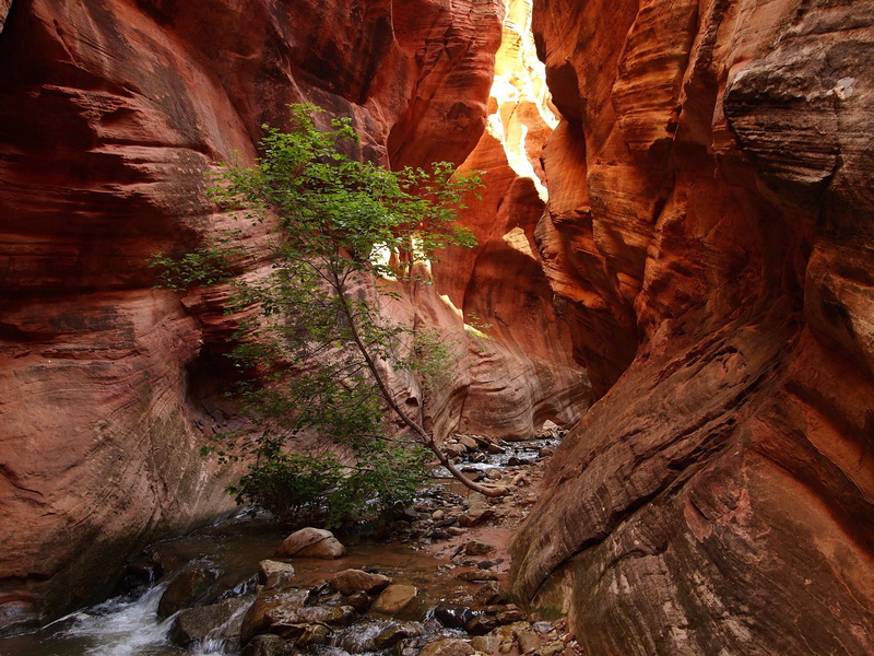 tranquil scene, day, beauty in nature, rock - object, Nature, usa, sandstone, tranquility, land, outdoors, formation, solid, rock, zion national park, eroded