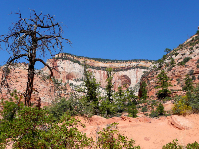 national, public domain, rock - Object, tourism, plant, travel destinations, tree, beauty in nature, history, zion, scenics, park, travel, outdoors, day