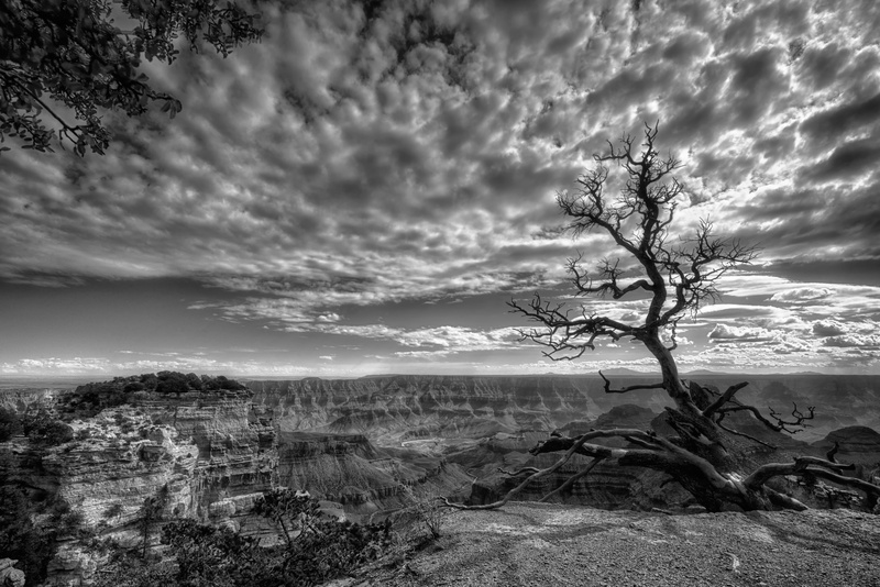 Walhalla, 5K, grand, grayscale, photographed, peaceful, landscape, Grand Canyon, tree, North Rim, black and white, Overlook, canyon, nature, uSA, bare