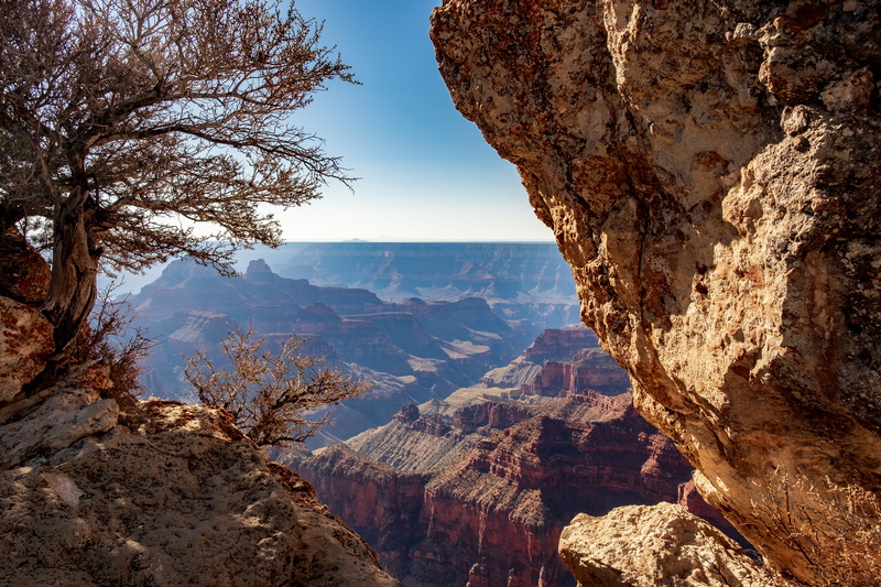 tree, desert, physical geography, beauty in nature, canyon, rock formation, mountain, mesa, grand canyon national park, mountains, environment, tranquil scene