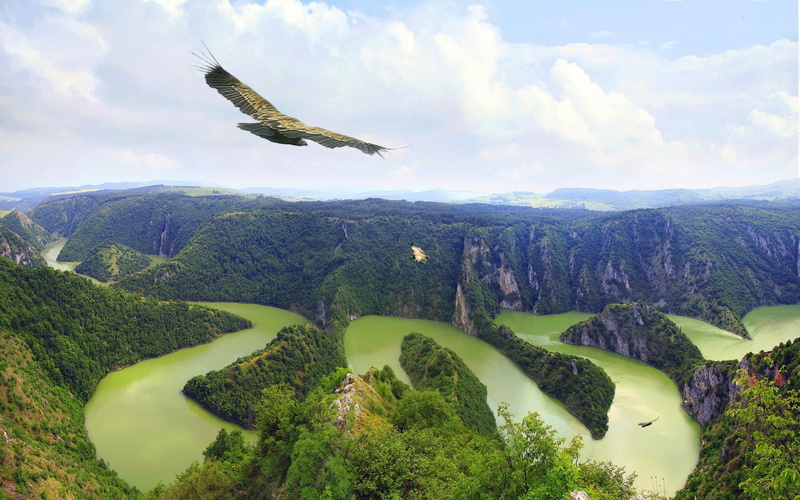 bird, animal themes, cloud - sky, uvac, no people, vertebrate, green, tree, outdoors, flying, brown, green color, tranquility, water, non-urban scene, environment