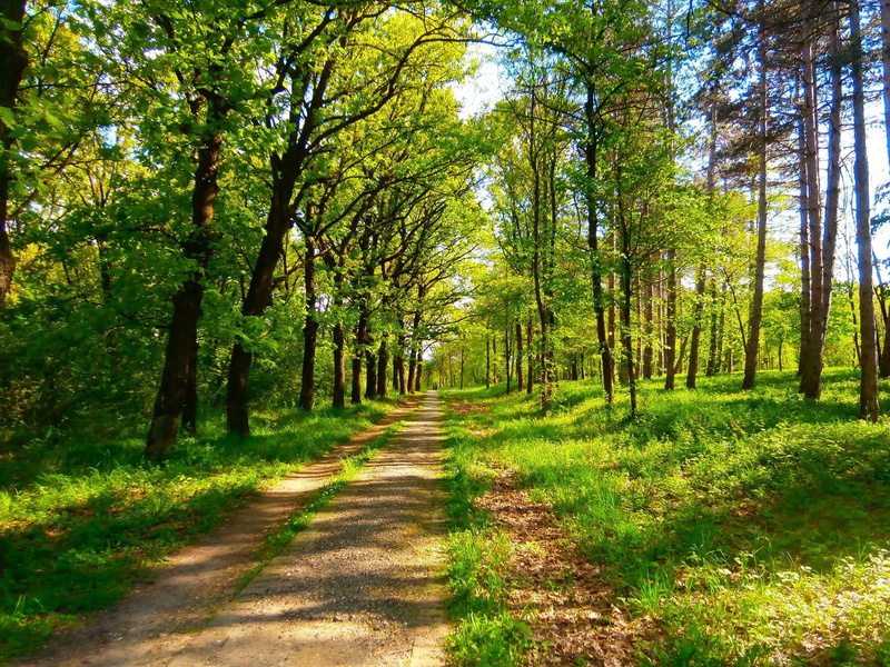 plant, land, trees, green, spring, footpath, direction, forest, leafed, no people, beauty in nature, green color, trunk, non-urban scene, tree, shadow