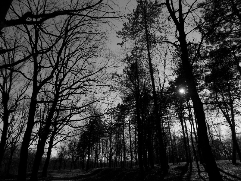 trunk, woodland, park, silhouette, land, black, forest, 1080P, decor, no people, branch, plant, growth, tree trunk, outdoors, bare tree, tranquil scene