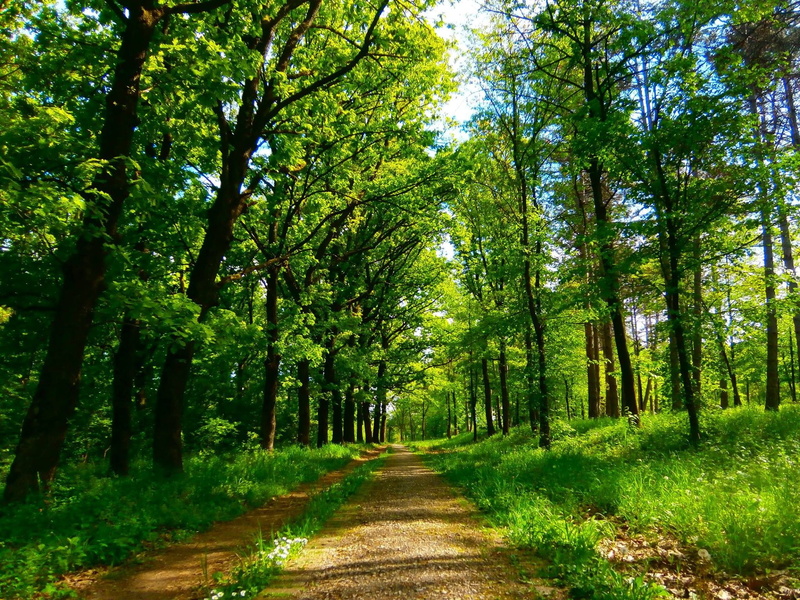 Serbia, 1080P, nature, park