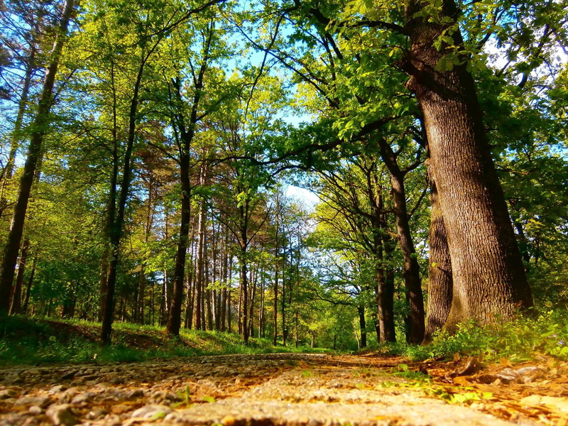 trees, Serbia, change, autumn, spring, no people, direction, outdoors, plant, land, non-urban scene, sunlight, beauty in nature, nature, tree, green, tranquil scene