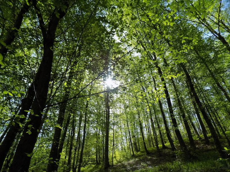 bamboo - plant, rainforest, growth, trees, forest, woodland, outdoors, tall - high, green color, low angle view, land, 1080P, tree trunk, tree, non-urban scene