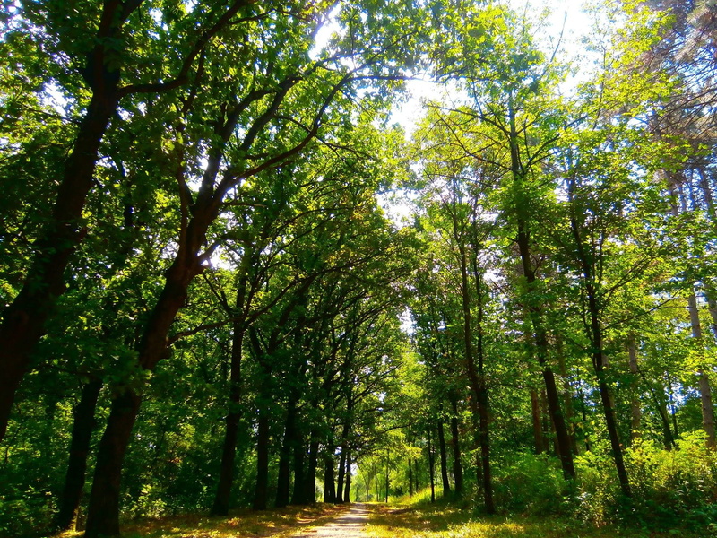 land, tree canopy, beauty in nature, forest, outdoors, low angle view, tranquil scene, bamboo - plant, trunk, lush foliage, Serbia, park, growth, scenics - nature