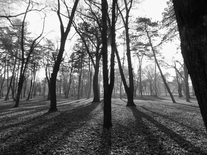 forest, park, monochrome, plant, tranquil scene, non-urban scene, landscape, trunk, tranquility, 1080P, Serbia, tree trunk, beauty in nature, tree, land