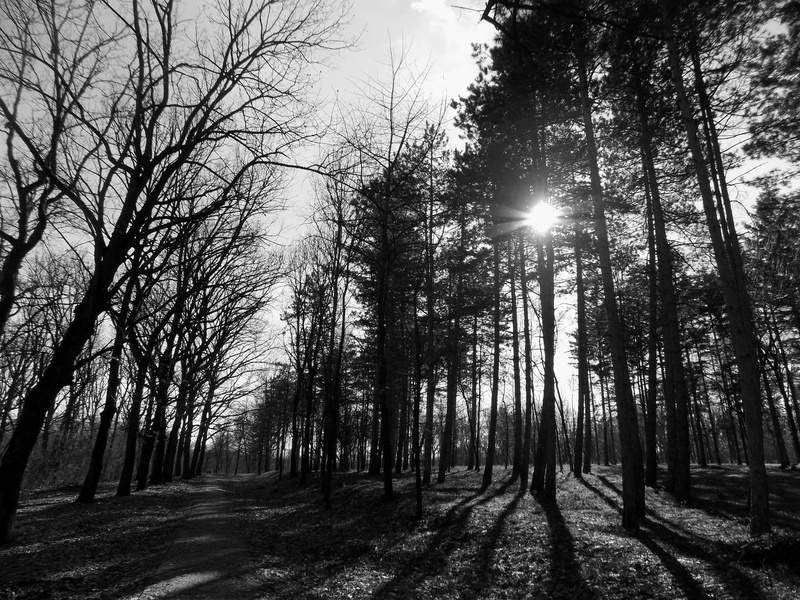 wood, sun, trees, black, tree, painting, trunk, scenics - nature, streaming, outdoors, nature, woodland, no people, growth, forest, sunbeam, land, beauty in nature