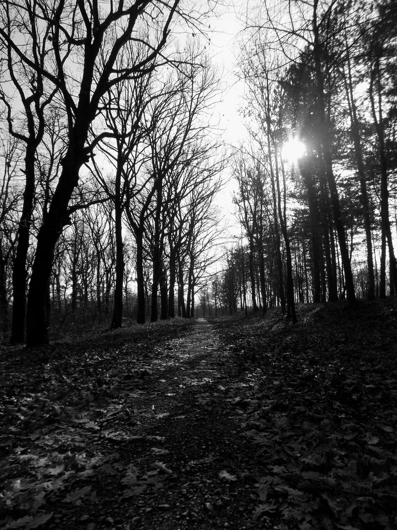 monochrome, dirt, 1080P, direction, Kragujevac , park, beauty in nature, tree, diminishing perspective, path, land, nature, woodland, the way forward