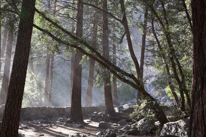 nature, national, environment, landscapes, tranquil scene, pine woodland, no People, sierra, coniferous tree, river, Falls, Park, California, yosemite