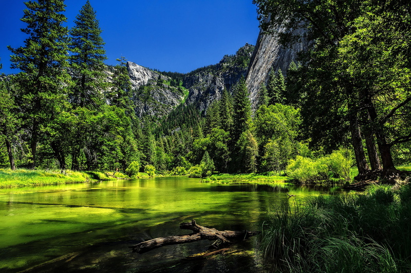 pine tree, Yosemite, tree, plant, tranquility, mountains, nature, river, lake, forest, green color, CA, Sierra Nevada, outdoors, mountain, land, reflection