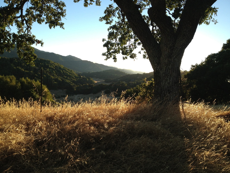 mountain, tranquility, sky, land, trunk, plant, Grassy, outdoors, nature, day, 2K, sunlight, scenics - nature, grassy hills, tranquil scene, Oak Trees
