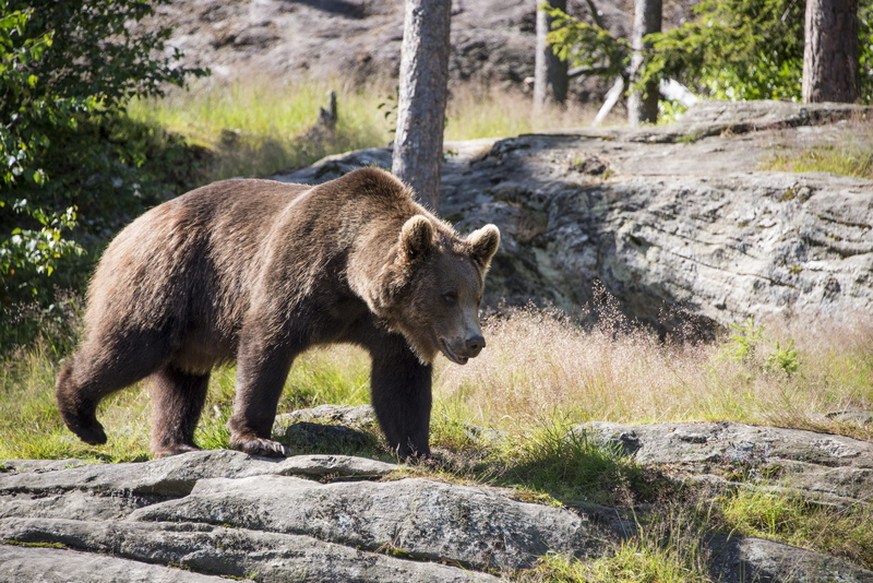 teddy bear, one animal, grassy, outdoors, animal, nature, animal themes, tree, brown bear, solid, bjønn, daytime, no people, 5K, brown, day, standing