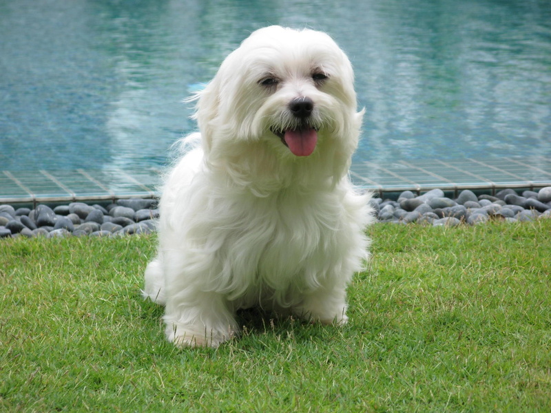 swimming pool, grassy lawn, 1080P, pool, animals, maltese terrier
