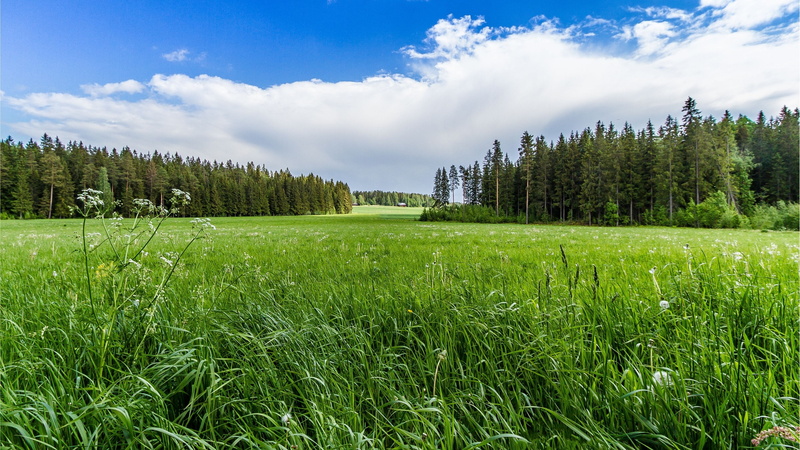 coniferous tree, grassland, forest, non-urban scene, sky, 4K, pine tree, tree, woodland, plain, green, outdoors, pine woodland, no people, environment
