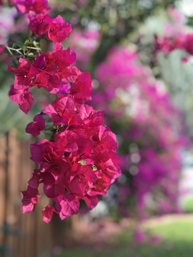 freshness, no people, flowers, united states, plant, petal, growth, lilac, flower, purple, pink color, flower head, bougainvillea, outdoors, 4K, 5901 ne 22nd way