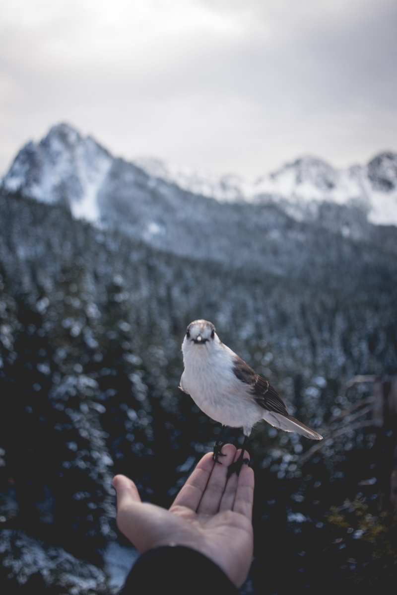 hiking, mountain, animal wildlife, vertebrate, seattle, animal, human, 5K, mountain range, human finger, real people, one animal, grey, holding, perching