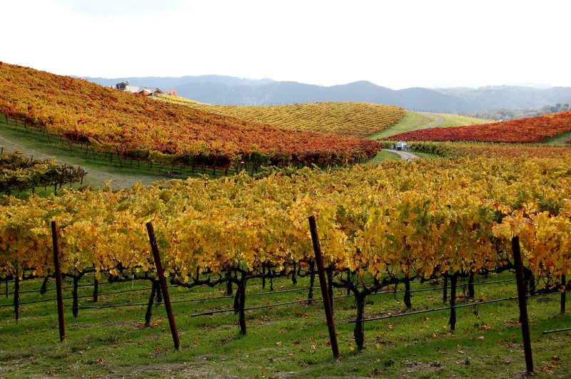 farm, wine country, plant, plantation, environment, winemaking, california, rural scene, united states, beauty in nature, land, scenics - nature, fall colors