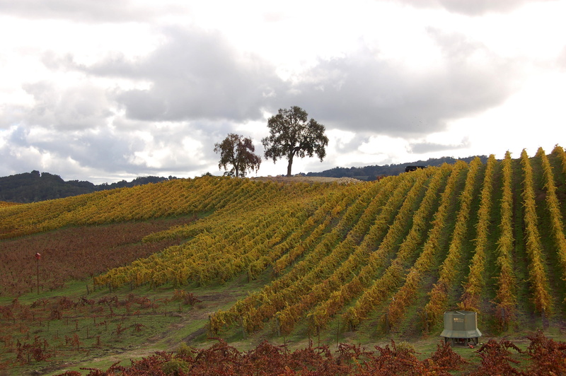 vines, cloud - sky, land, tranquil scene, farm, wine country, plantation, no people, winemaking, rural scene, beauty in nature, fall colors, orange, vineyard