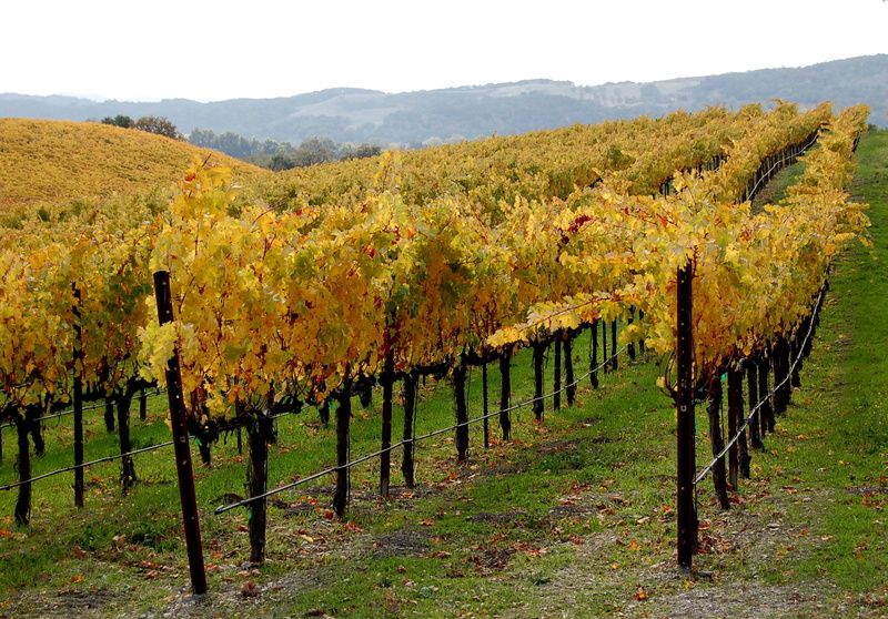 change, in a row, outdoors, wine, tranquility, winery, rural scene, plant, tranquil scene, wine country, 2K, beauty in nature, agriculture, sky, day, fall colors