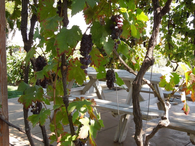 wine country, real people, plant, grapevine, plant part, winegrowing, beauty in nature, hanging, light, grapes, plants, shadow, california, leaf, growth