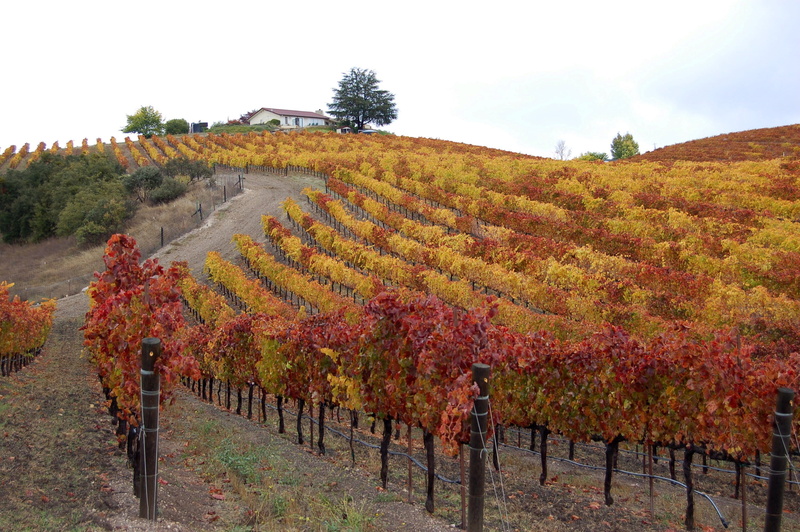 environment, growth, land, change, grapes, leaves, kiler canyon road, rural scene, scenics - nature, nature, beauty in nature, grape vines, vineyards, tranquil scene
