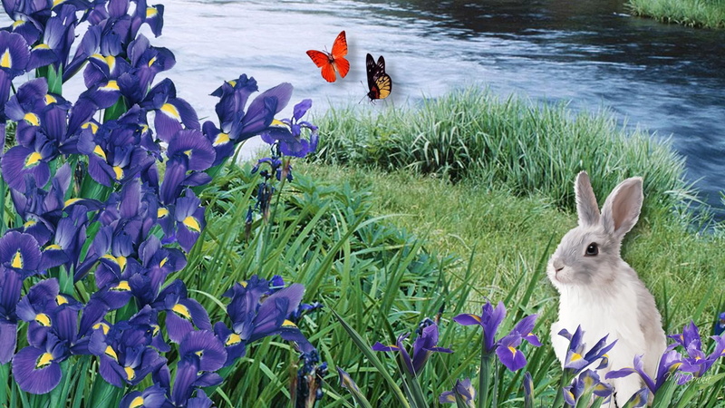 summer, papillon, butterflies, riverbank, nature and landscape, cute, river, grass, flowers, bunny, 1080P, rabbit, iris, spring