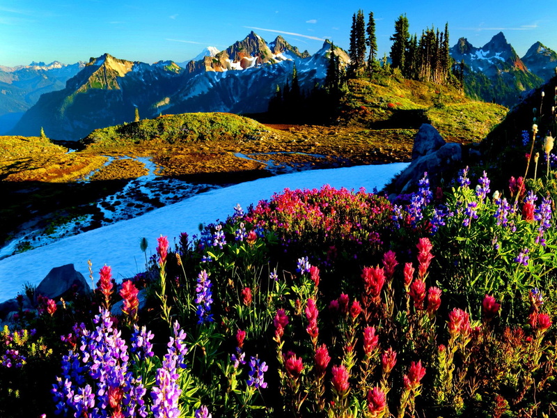 mountrain, colorful, beautiful, lovely, shore, flowers, nice, delight, riverbank, mountain, 1080P, bright, floral, river, blue