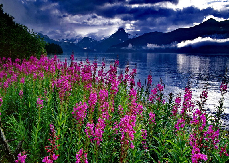 lake, river, clouds, flowers, shore, riverbank, beautiful, 1080P, slope, lovely, dark, nice, lakeshore