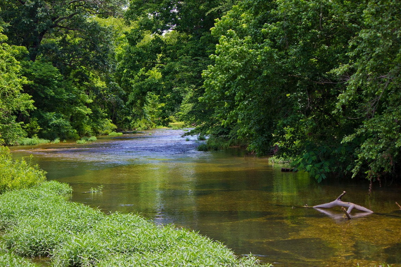 one animal, growth, Trees, animals in the wild, nature, animal, plant, no people, solitude, tree, riverbank, bird, beauty in nature, day, lake, reflection