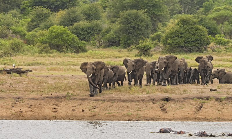 elephant, african elephant, tree, nature, animals in the wild, outdoors, large, riverbank, wildlife, 5K, land, vertebrate, no people, animal, day, animal wildlife