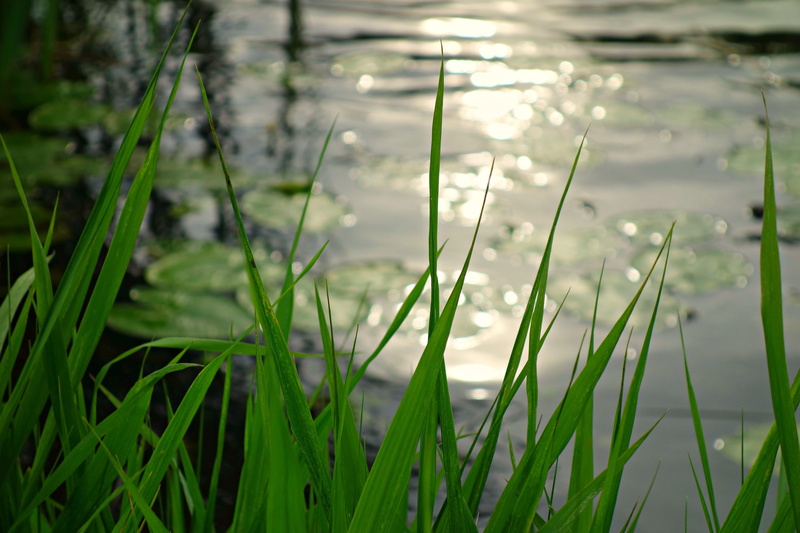 no people, lake, summer, field, pond, growth, day, focus on foreground, sunlight on water, bokeh, River, grass, Riverbank, flower, nature, green Color