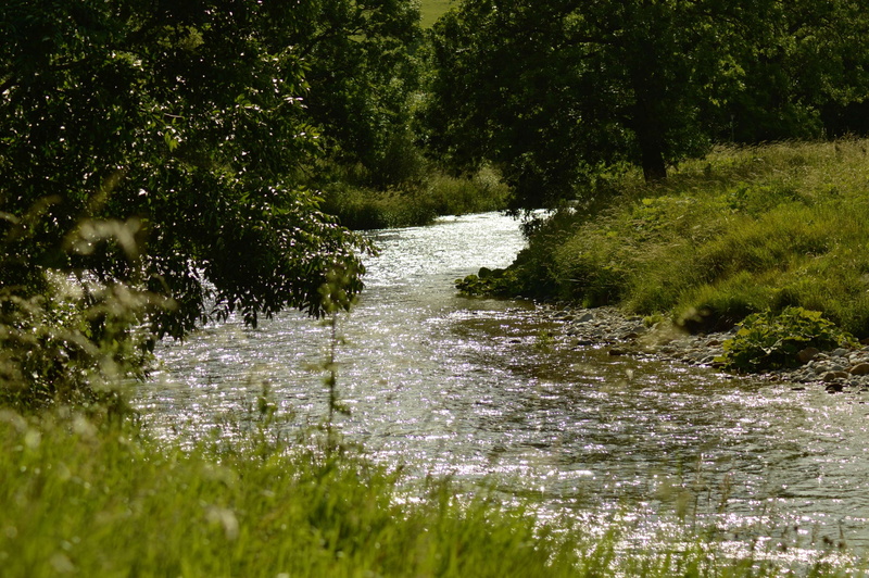 no people, beauty in nature, flowing water, sunlight, water, scenics - nature, tree, growth, flowing, green color, stream, plant, 4K, outdoors, tranquility