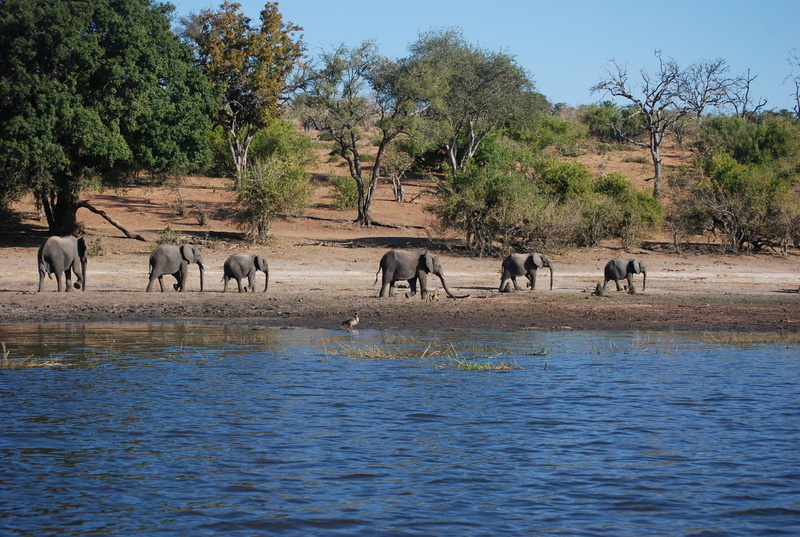 waterfront, vacation, game, olifants, animal family, vertebrate, rivier, riverbank, wild, wildlife, horizontal plane, south, bushveld, plant, outdoors