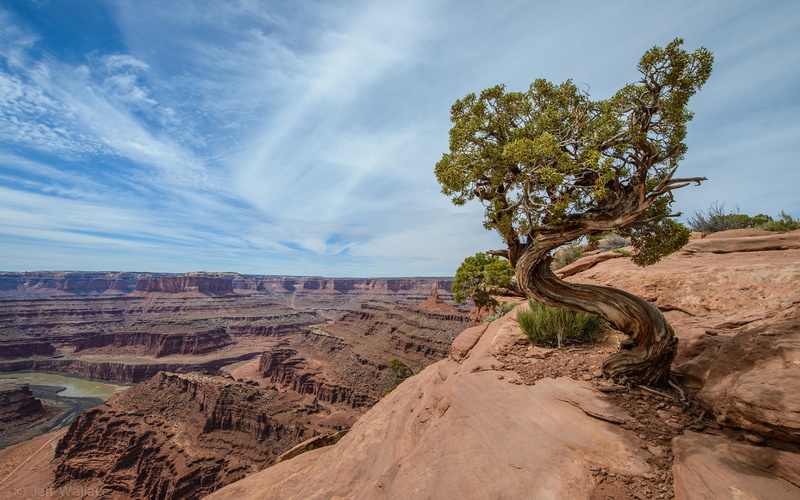 arid climate, 1080P, physical geography, no people, rock, plant, environment, outdoors, eroded, tranquility, desert, tree, sky, cloud - sky, remote, landscape