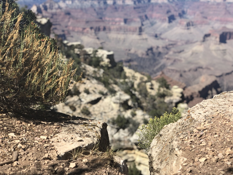 south rim, landscape, canyon, tranquil scene, eroded, non-urban scene, environment, beauty in nature, tree, plateau, united states, cliff, sunlight, arid climate