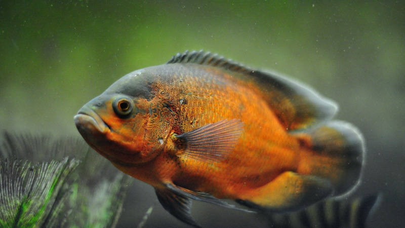 1080P, Animal, Oscar, Fish