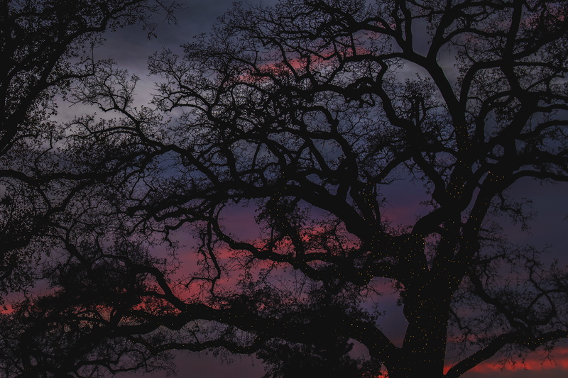 dusk, nature, universe, cloud - sky, outdoors, tree trunk, silhoutte, oak, california, low angle view, outer space, plant, evening, trees, full moon, moon