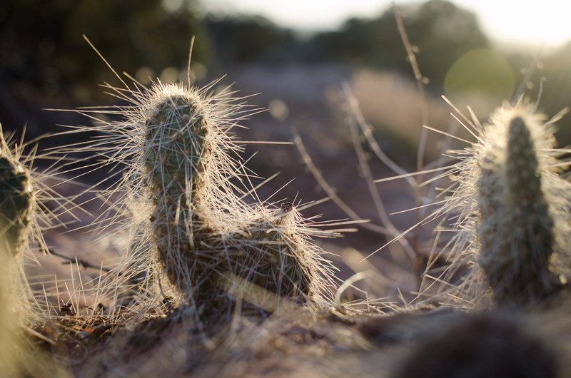 growth, selective focus, dead horse point, sunset, spine, beauty in nature, arid climate, grass, nature, spiky, no people, outdoors, national park, cactus