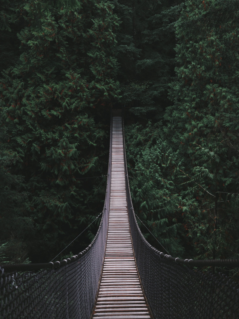 foliage, architecture, woodland, day, bridge, lush foliage, 5K, no people, direction, lynn canyon, plant, diminishing perspective, railing, dark, footbridge