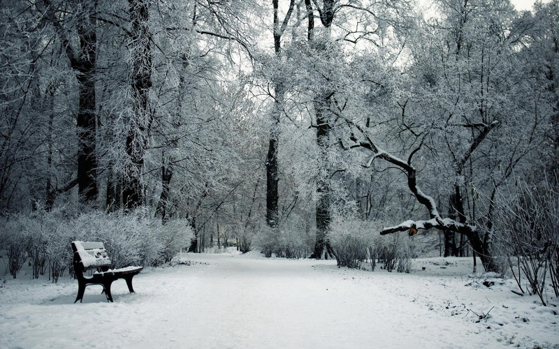 snow, cold, widescreen, forests, garden, nature, trees, winter, landscapes, seasons, park, bench, 1080P