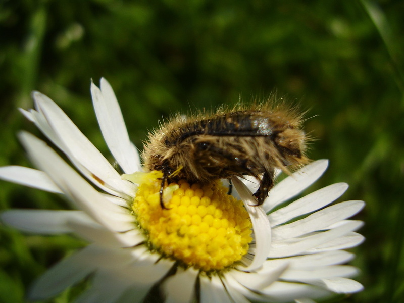 anima, 2K, flower, bug, animals, nature