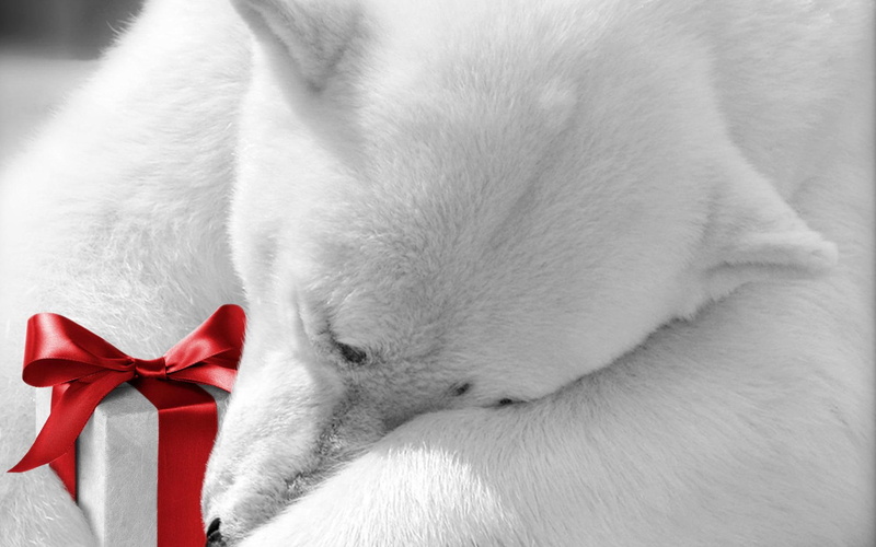 happy new year, ribbon, new year, anima, lovely, polar, beautiful, 1080P, magic, nice, merry christmas, bear, white