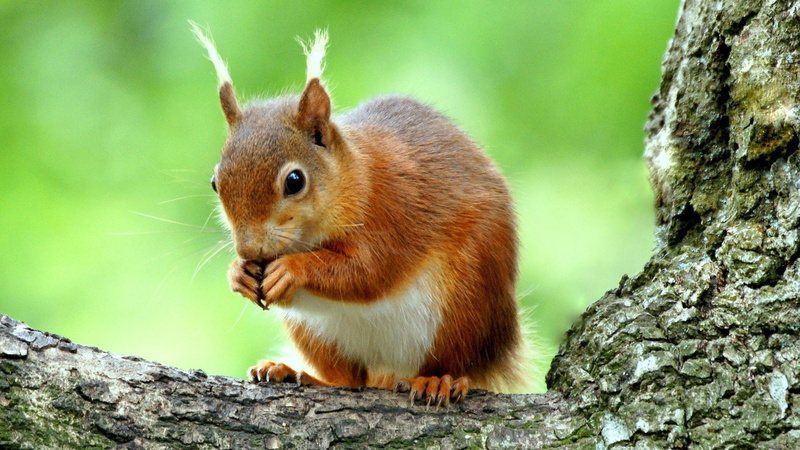 1080P, squirrel, cute, anima