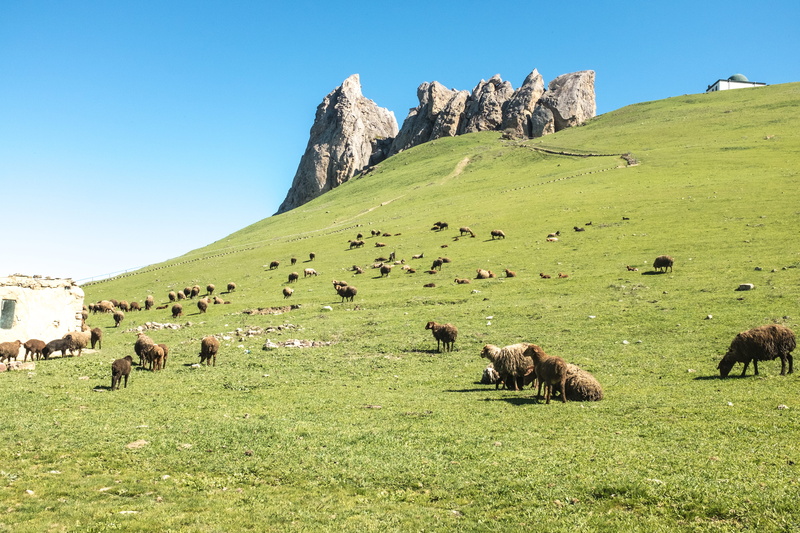 sijazan, sky, group of animals, pets, wanderlust, clear sky, aserbaidschan, field, no people, herbivorous, beshbarmaq, livestock, vertebrate, grass, landscape