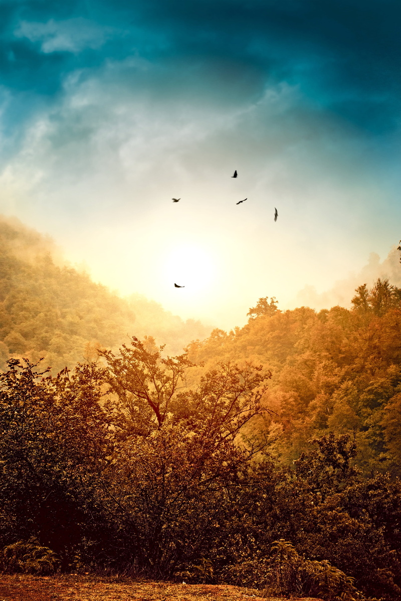 group of animals, tranquility, animals in the wild, cloud - sky, sky, outdoors, 4K, tranquil scene, silhouette, sunset, beauty in nature, plant, azerbaijan